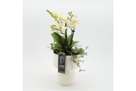 Phalaenopsis PHAL-2525W Phalaenopsis creatie 3 pp