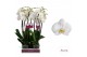 Phalaenopsis anthura cambridge Phalaenopsis Cambridge - 2 tak 80cm 16  