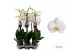 Phalaenopsis anthura cambridge Phalaenopsis Cambridge - 2 tak 80cm 16  