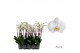 Phalaenopsis anthura cambridge Phalaenopsis Cambridge - 2 tak 80cm 16  