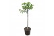 Ficus carica 