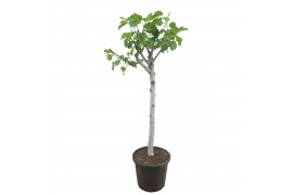 Ficus carica