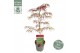 Acer palmatum crimson queen extra kwaliteit 
