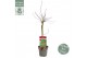 Acer palmatum crimson queen extra kwaliteit 
