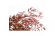 Acer palmatum crimson queen extra kwaliteit 