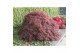 Acer palmatum crimson queen extra kwaliteit 