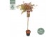 Acer palmatum dissectum 90 cm cm stam 