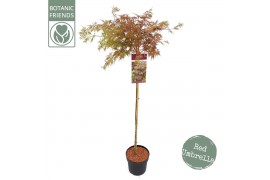 Acer palmatum dissectum 90 cm cm stam