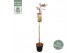 Acer palmatum dissectum 90 cm cm stam 