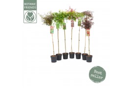 Acer palmatum mix 5 kleuren per cc,90 cm stam