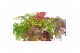 Acer palmatum mix 5 kleuren per cc,90 cm stam 