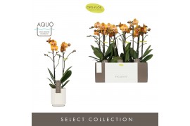 Phalaenopsis multiflora anthura las vegas Exclusivo - Las Vegas - 2 ta