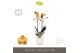 Phalaenopsis multiflora anthura las vegas Exclusivo - Las Vegas - 2 ta 