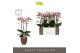 Phalaenopsis multiflora Exclusivo - Athena - 3 tak - Emilia Brown Aquo 