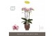 Phalaenopsis multiflora Exclusivo - Athena - 3 tak - Emilia Brown Aquo 