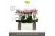 Phalaenopsis multiflora Exclusivo - Athena - 3 tak - Emilia Brown Aquo 