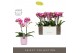 Phalaenopsis multiflora roze Exclusivo - Bing - 2 tak - Molise Lilac A 