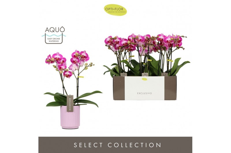 Phalaenopsis multiflora roze Exclusivo - Bing - 2 tak - Molise Lilac A 