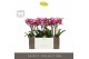Phalaenopsis multiflora roze Exclusivo - Bing - 2 tak - Molise Lilac A 