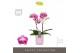 Phalaenopsis multiflora roze Exclusivo - Bing - 2 tak - Molise Lilac A 