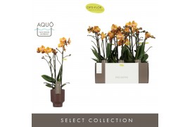 Phalaenopsis multiflora anthura las vegas Exclusivo - Las Vegas - 3 ta