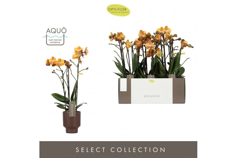 Phalaenopsis multiflora anthura las vegas Exclusivo - Las Vegas - 3 ta 