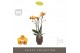 Phalaenopsis multiflora anthura las vegas Exclusivo - Las Vegas - 3 ta 