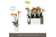 Phalaenopsis multiflora anthura las vegas Exclusivo - Las Vegas - 3 ta 