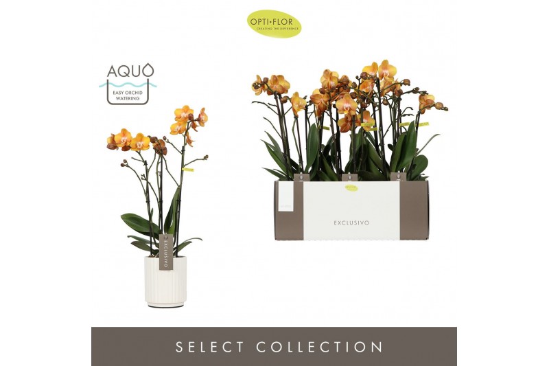 Phalaenopsis multiflora anthura las vegas Exclusivo - Las Vegas - 3 ta 