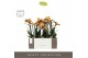 Phalaenopsis multiflora anthura las vegas Exclusivo - Las Vegas - 3 ta 
