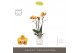 Phalaenopsis multiflora anthura las vegas Exclusivo - Las Vegas - 3 ta 