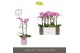 Phalaenopsis multiflora roze Exclusivo - Cupido - 2 tak - Molise Lilac 