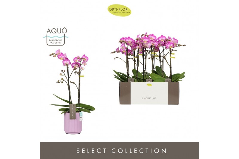 Phalaenopsis multiflora roze Exclusivo - Cupido - 2 tak - Molise Lilac 