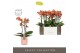 Phalaenopsis multiflora oranje Exclusivo - Eos - 3 tak - Molise Salmon 