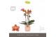 Phalaenopsis multiflora oranje Exclusivo - Eos - 3 tak - Molise Salmon 