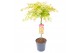 Acer shirasawanum moonrise 