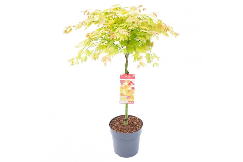 Acer shirasawanum moonrise 