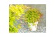 Acer shirasawanum moonrise 