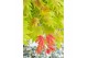 Acer shirasawanum moonrise 