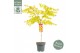 Acer shirasawanum moonrise 