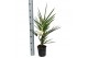 Phoenix canariensis 