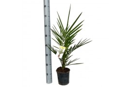 Phoenix canariensis