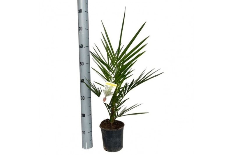 Phoenix canariensis 