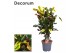 Codiaeum variegatum mammi vertakt decorum 