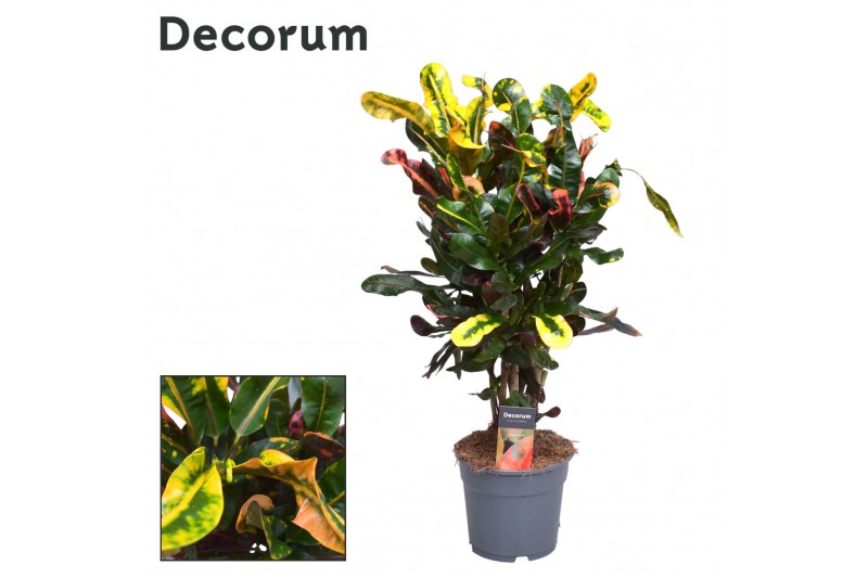 Codiaeum variegatum mammi vertakt decorum 