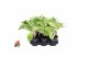 Aglaonema Aglaonema White Laksap 3 pp 