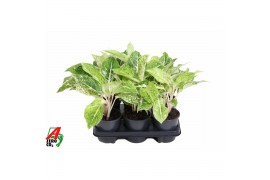 Aglaonema Aglaonema White Laksap 3 pp