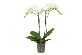 Phalaenopsis anthura madrid Funda P12 White 2 spike 18 bl. 2 tak/plnt