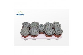 Echeveria Echeveria Grey Prince 1 bl.