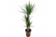 Dracaena marginata 45-25-10 3 pp 
